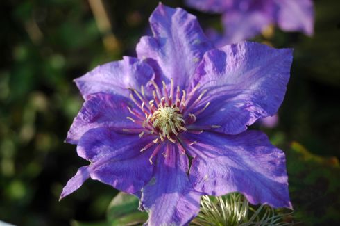 Clematis 'Richard Pennell'